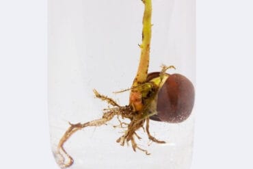 Vers des grappes aux jardins d’ornement : 3 luttes efficaces