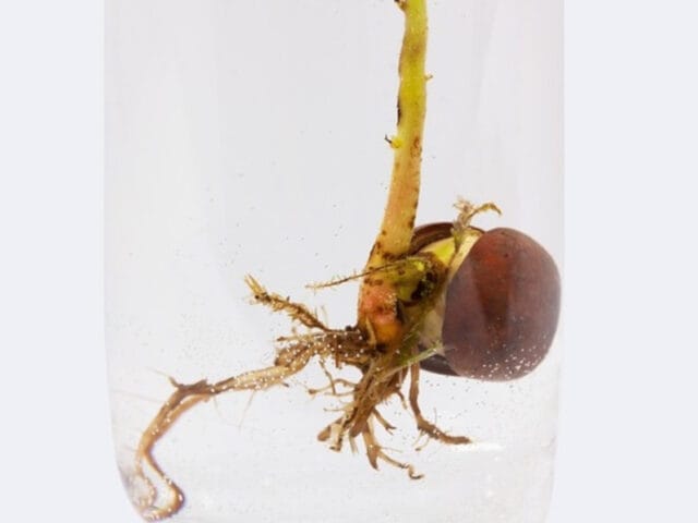 Pythium des cultures