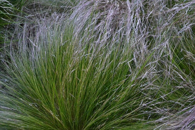Sésamie aux jardins