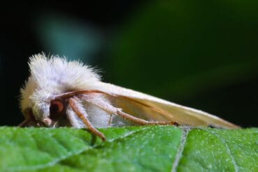 Vers des grappes de la vigne : 3 moyens de lutte efficaces.