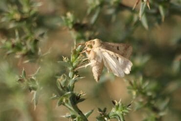 Sésamie aux jardins d’ornement : 3 moyens de lutte efficaces
