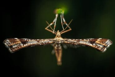 Vers des grappes de la vigne : 3 moyens de lutte efficaces.