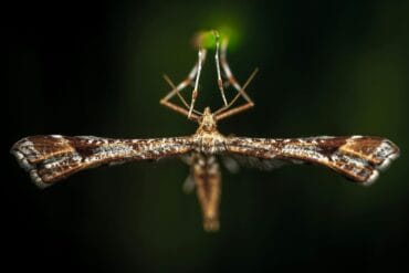 Pythium des cultures végétales : 3 moyens de lutte efficaces