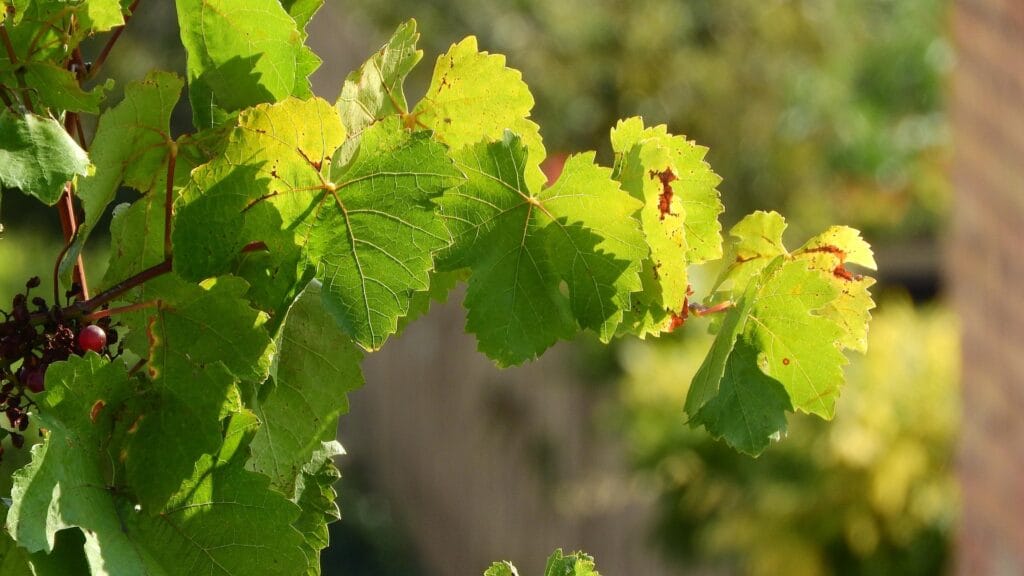 Vers des grappes aux jardins