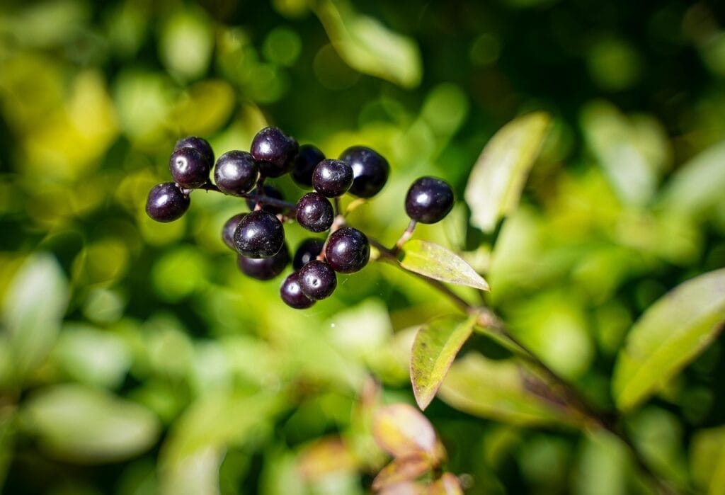 Vers des grappes aux jardins