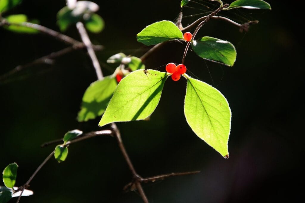 Vers des grappes aux jardins