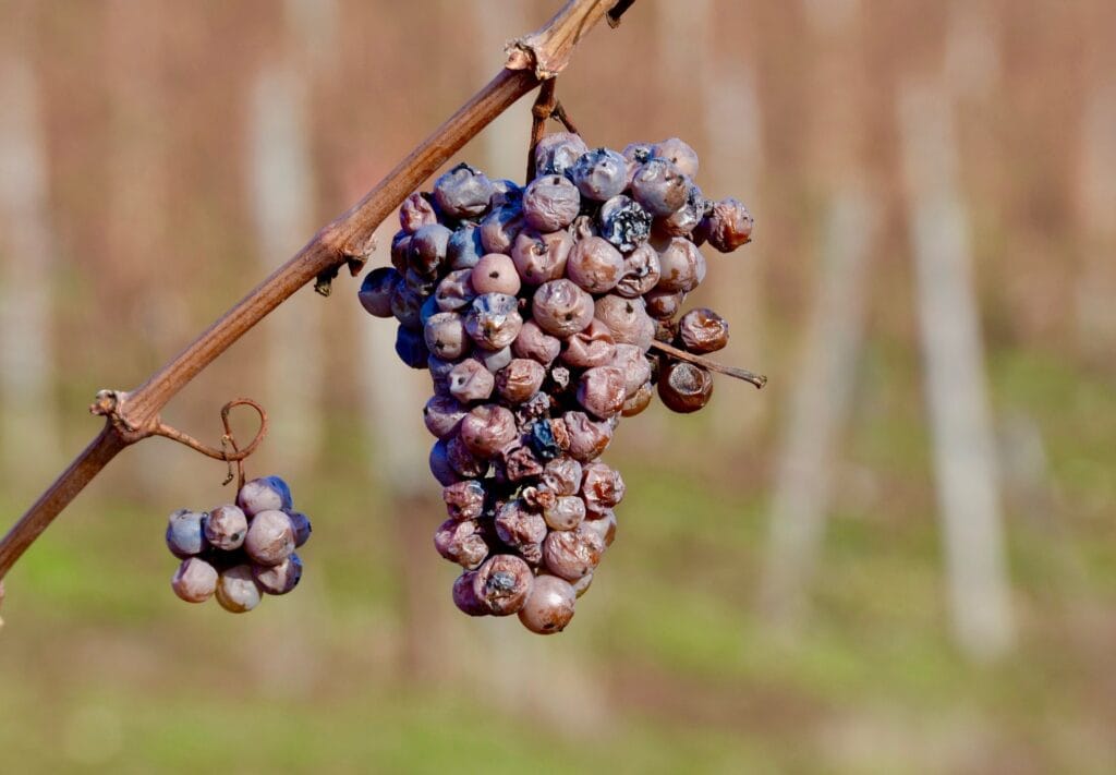 Vers des grappes de la vigne