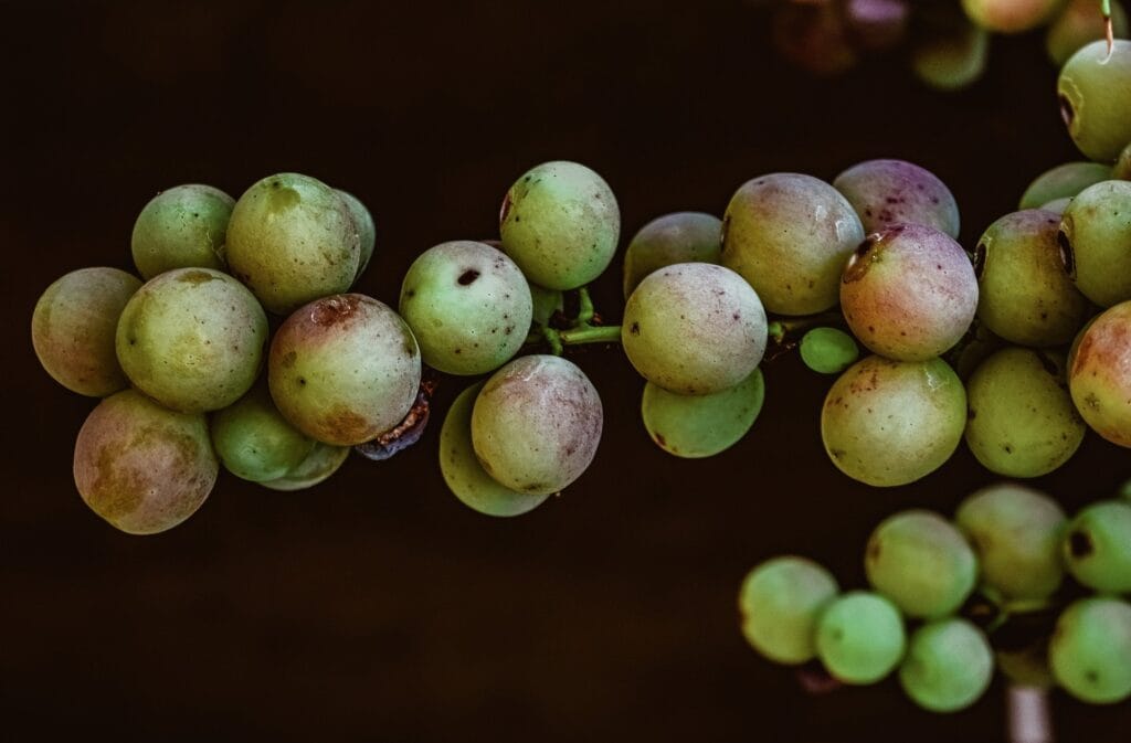 Vers des grappes de la vigne