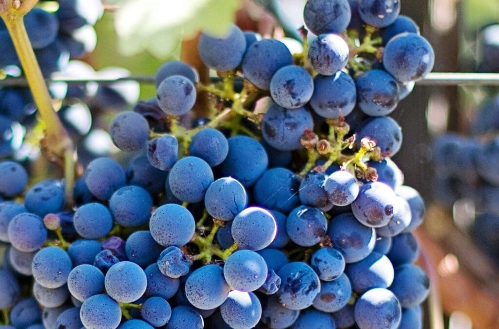 Vers des grappes de la vigne