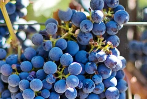 Vers des grappes de la vigne