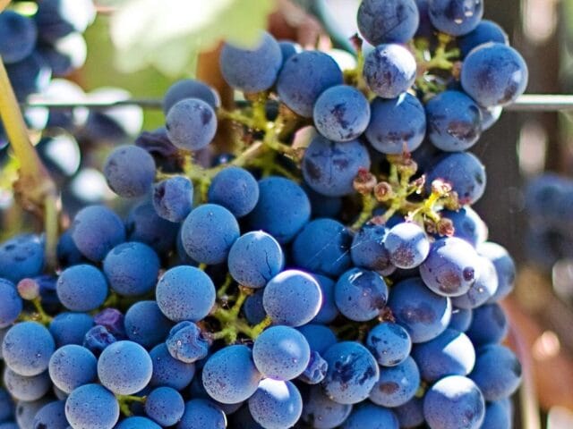 Vers des grappes de la vigne