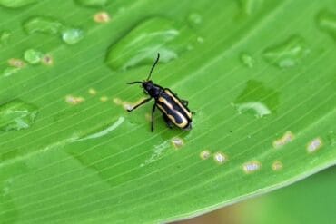 Altises ravageuses des cultures : 3 luttes efficaces.