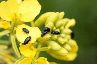 Cléones phytophages en ornement : 3 luttes efficaces.