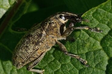 Cléone mendiant ravageur (betterave) : 3 luttes efficaces.