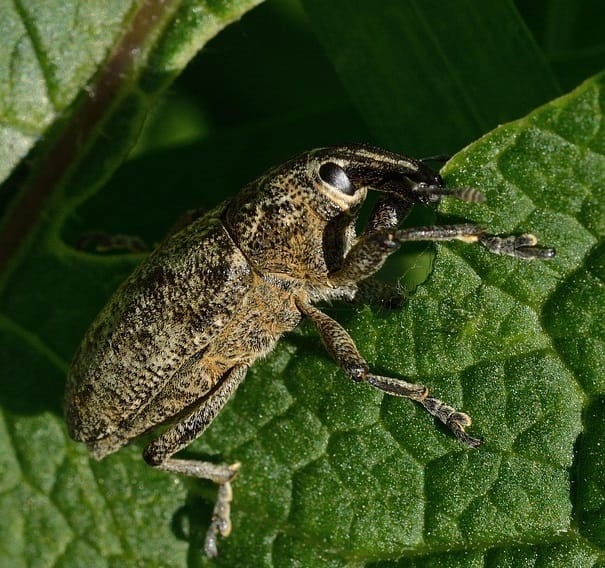 Cléones phytophages