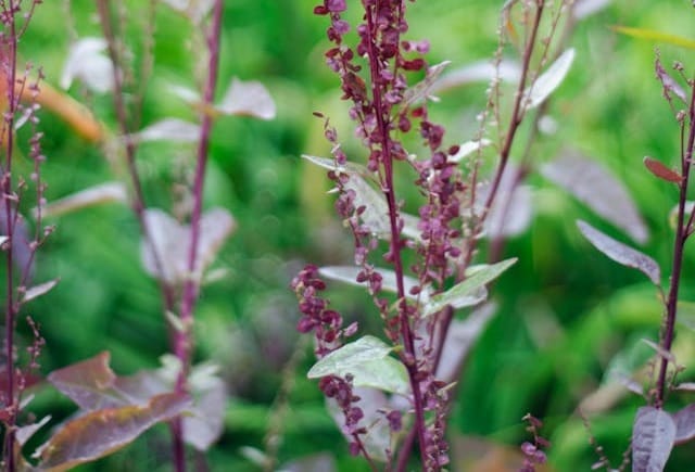 Cléones phytophages