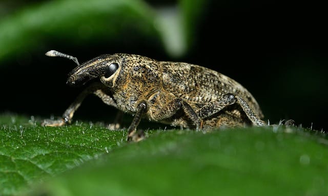 Cléones phytophages
