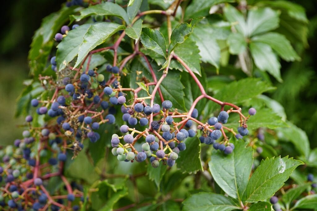 Excoriose aux jardins