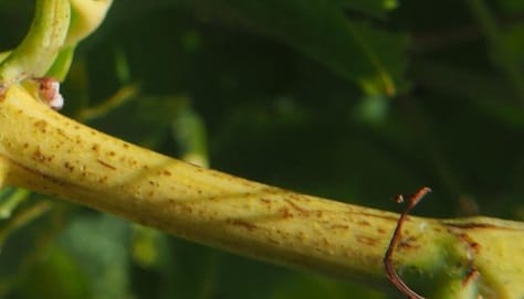 Excoriose aux jardins