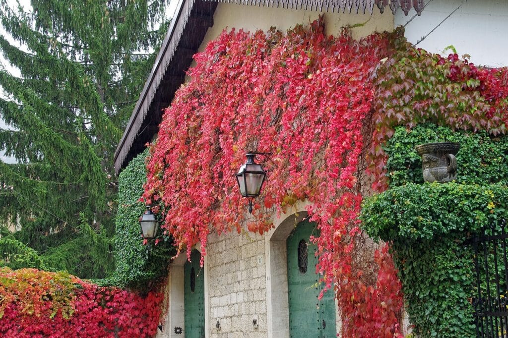 Excoriose aux jardins