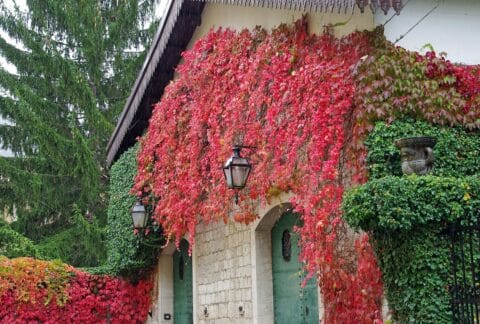 Excoriose aux jardins