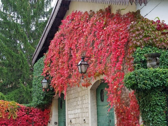 Excoriose aux jardins