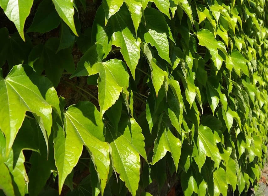 Excoriose aux jardins