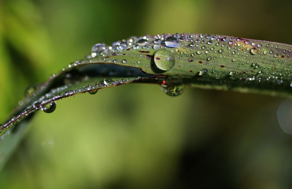 Pyriculariose aux jardins
