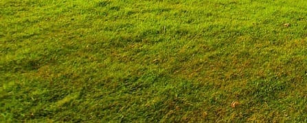 Pyriculariose aux jardins