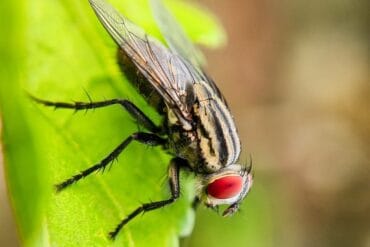 Pégomyie ravageuse des cultures : 3 luttes efficaces.