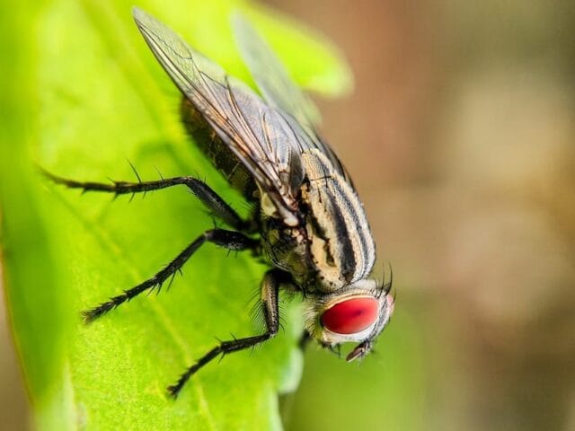 Pégomyie phytophage