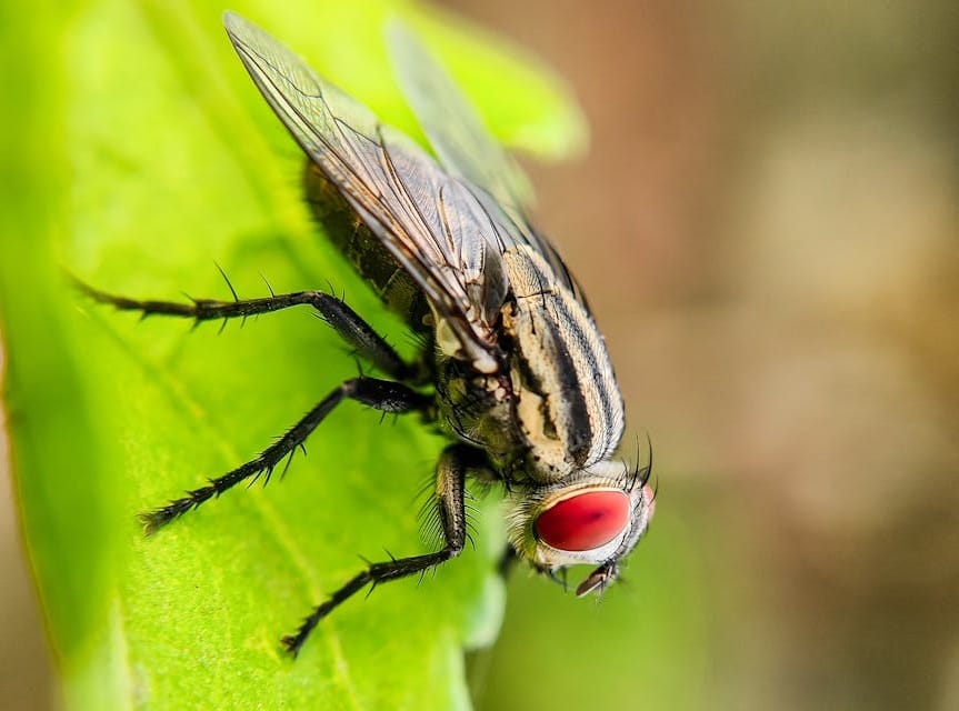Pégomyie phytophage