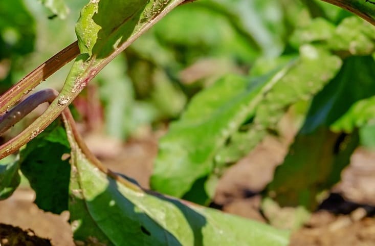 Pégomyie phytophage