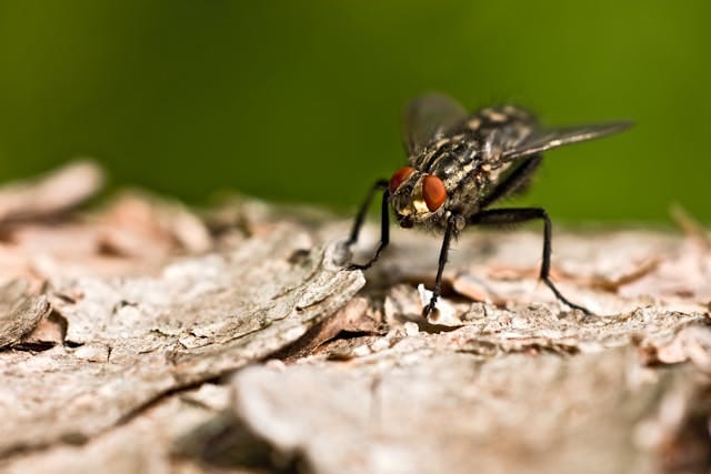 Pégomyie ravageuse