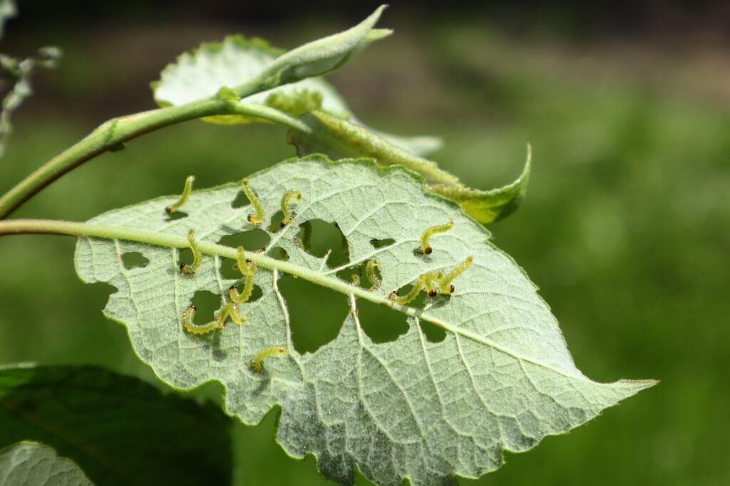 Prodénia phytophage