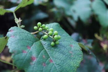 Black rot des cultures (vigne) : 3 moyens de lutte efficaces