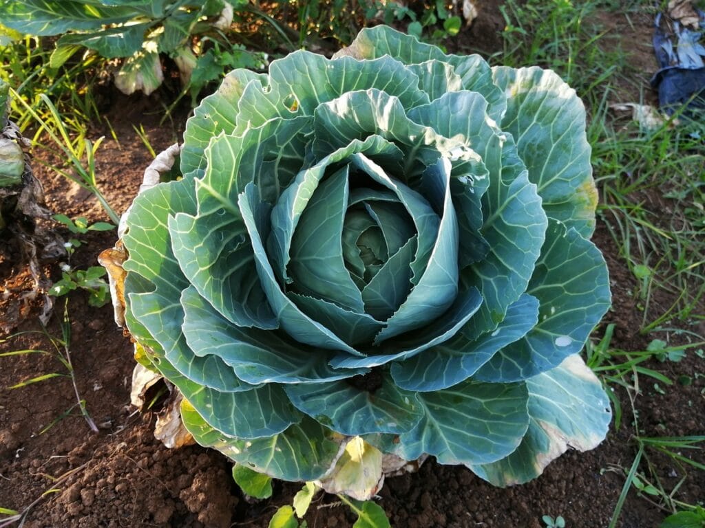 Black rot des cultures végétales.