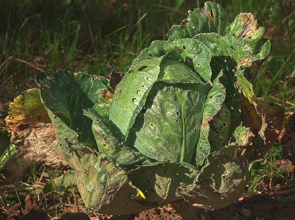 Black rot des cultures végétales.