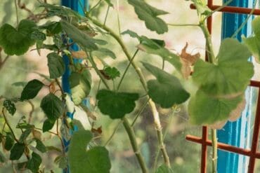 Traitements phytosanitaires : 11 ex. efficaces le soir.