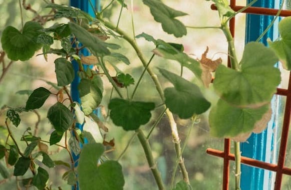 Phoma aux jardins