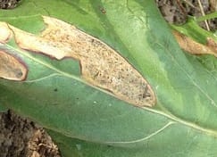Phoma aux jardins