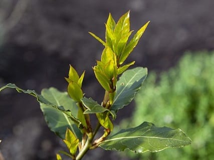 Phoma des cultures