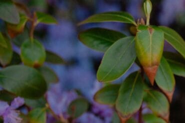 Pourriture brune des fruits : 3 moyens de lutte efficaces.