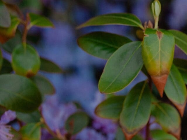 Pourriture brune aux jardins