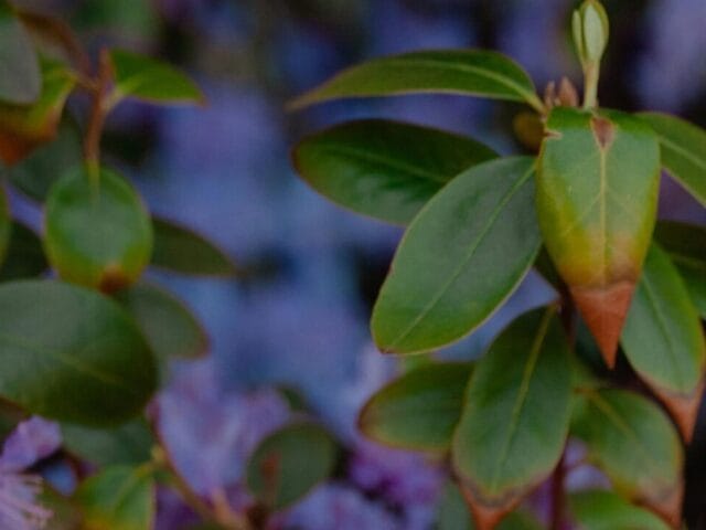 Pourriture brune aux jardins