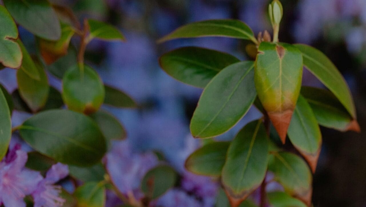 Pourriture brune aux jardins