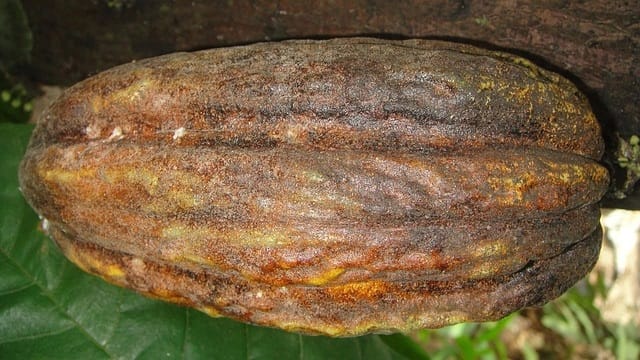 Pourriture brune des fruits