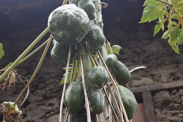 Pourriture brune des fruits