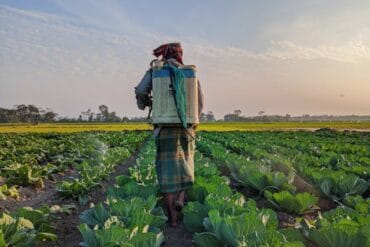 Phoma aux jardins d&rsquo;ornement : 3 moyens de lutte efficaces.