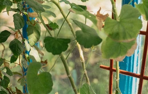 Black rot aux jardins